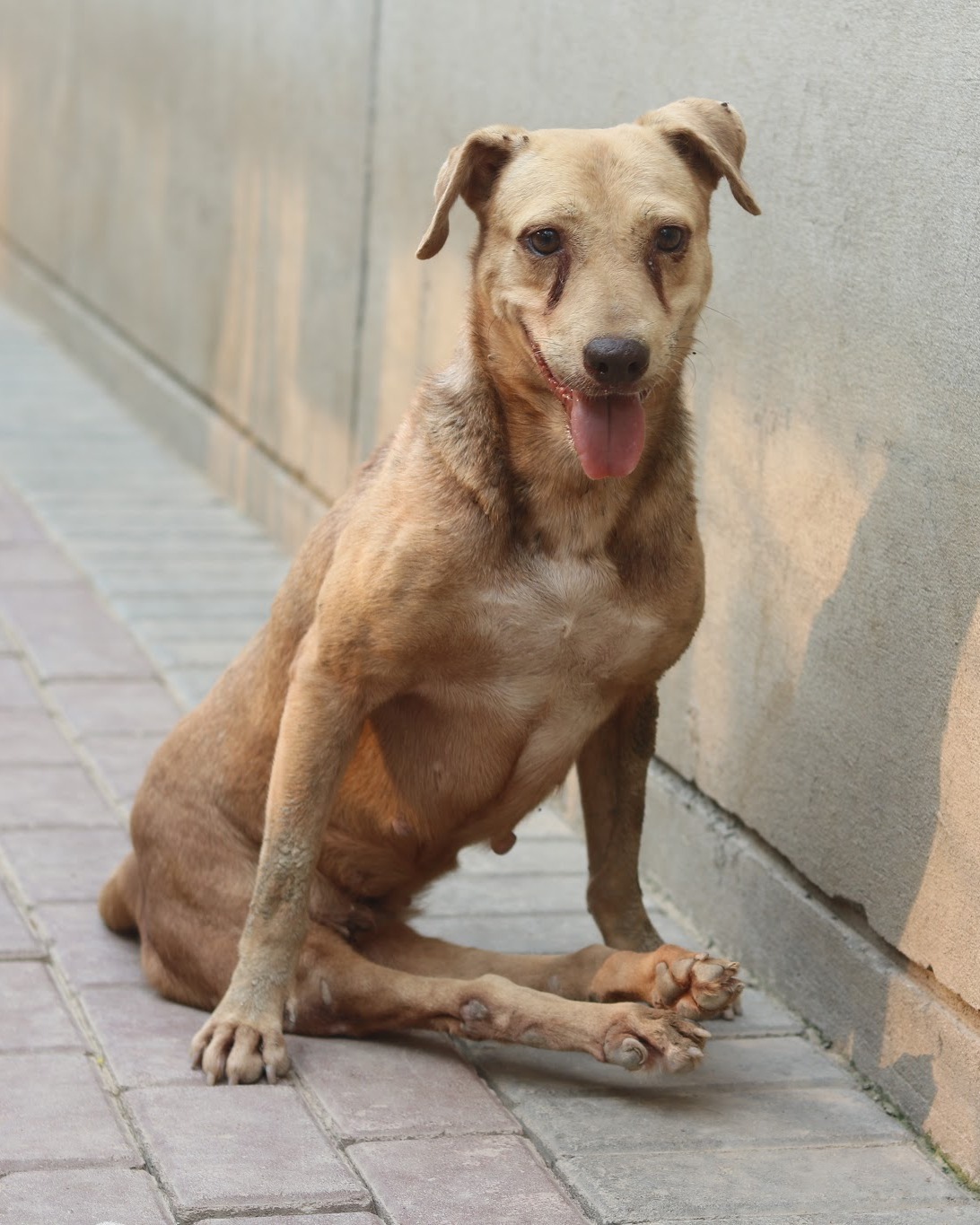 JeevSahara Foundation main dog shelter in New Delhi